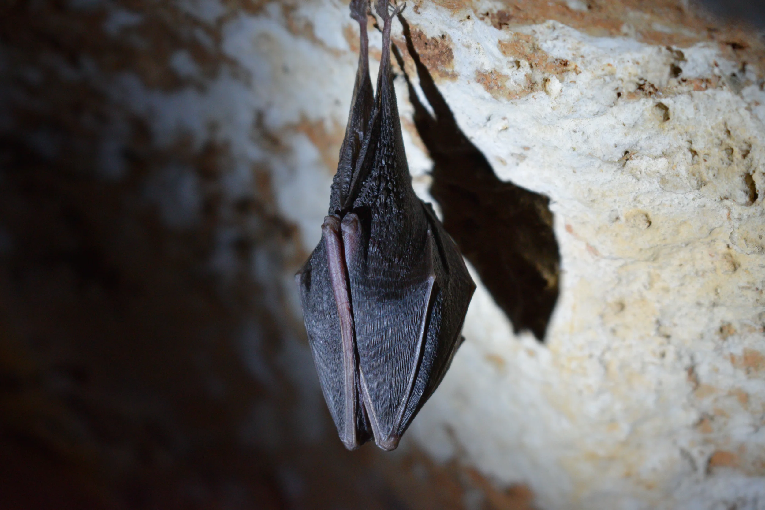 Frio Bat Cave